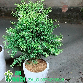 Mua Chậu Cây Mai Chiếu Thuỷ