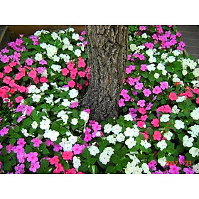 HOA NGỌC THẢO, HOA NGỌC THẢO - BẦU CÂY GIỐNG ĐANG HOA ĐẸP