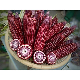 Mua Hạt Giống Bắp Nữ Hoàng Đỏ F1 - 20 hạt