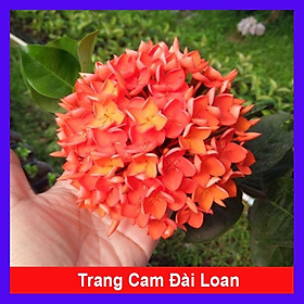 Mua Cây Trang Cam Đài Loan - cây cảnh để bàn + tặng phân bón cho cây mau lớn