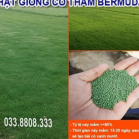 HẠT GIỐNG CỎ THẢM BERMUDA XANH 500gram- CỎ THẢM SÂN VƯỜN SÂN BÓNG- CỎ TRANG TRÍ