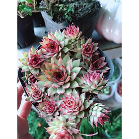 Mua Sen Phật Bà Đỏ