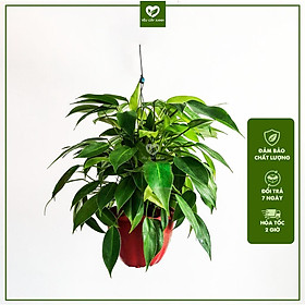 Mua Cây Trầu Bà Tỉ Phú chậu treo trang trí ban công sân vườn