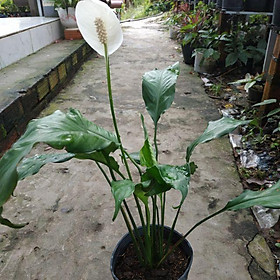 Cây Lan Ý (đang hoa)