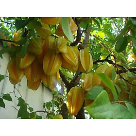 Mua Cây khế chua  khế ngọt Đài Loan (có thể trồng chậu)