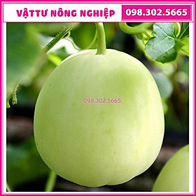 Hạt giống dưa lê siêu ngọt Ngân Huy F1 cao sản - gói 0.5g - chống chịu sâu bệnh tốt, dễ chăm sóc