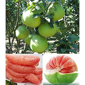 Mua Cây giống bưởi da xanh thuần chủng F1 ( Da xanh ruột đỏ 18 tháng có trái )