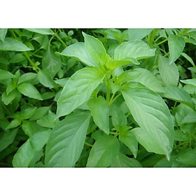 Mua Hạt Giống Rau Húng Thơm( é Trắng)(Gói 2 Gram) -Dễ Trồng  Ăn Ngon