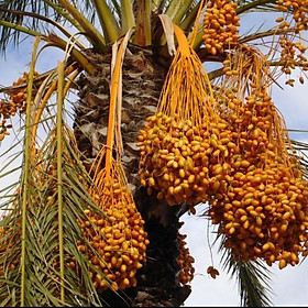 Mua Hạt giống cây Chà Là Thái(COMBO1: 100 HẠT)