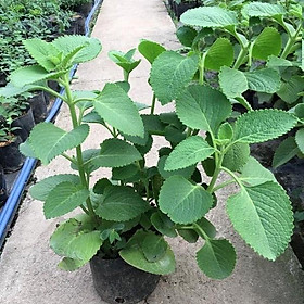 Mua Hạt giống rau húng chanh CT358 - Gói 100 hạt