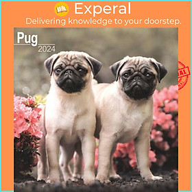 Sách - Pug Calendar 2024  Square Dog Breed Wall Calendar - 16 Month by  (UK edition, paperback)