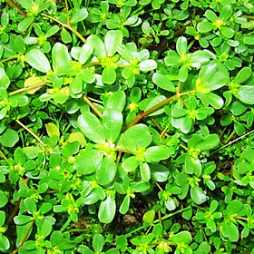 Mua Hạt giống rau sam (rau sam đất) trồng quanh năm  ưa ẩm  mọc bò lan mặt đất