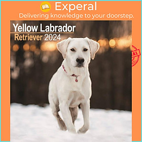 Sách - Labrador Ret (Yellow) Calendar 2024  Square Dog Breed Wall Calendar - 16 Month by  (UK edition, paperback)