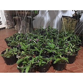 Hoa lan trầm tím điện biên + 700g phân thỏ hữu cơ