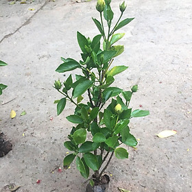 Mua Cây TUYẾT SƠN PHI HỒNG  chiều cao 25-30cm bụi cây to khỏe sức sống cực tốt hoa quanh năm  thích hợp trang trí sân vườn