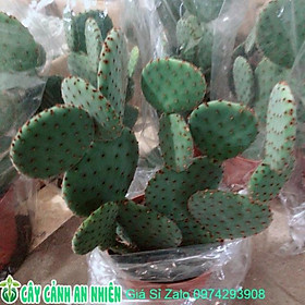 Mua Xương Rồng Tai Thỏ Bụi Lớn