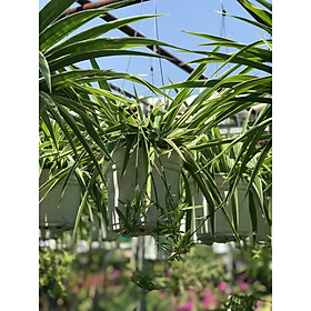 Cây cỏ nhện chậu treo