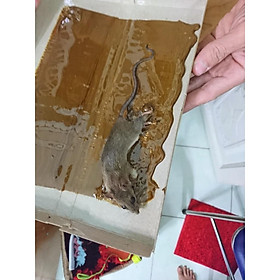 Mua Keo Dính Chuột - Bẫy Chuột