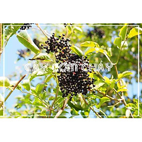 Mua Cây Cơm Cháy khô sạch đóng gói 1kg