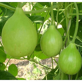 Mua Hạt giống bầu Baby F1 VTP01