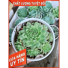 Sen Đá Size Trung Đồng Giá 45k