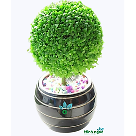 Cây cảnh mini để bàn