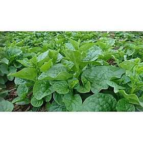 Mua HẠT GIỐNG MỒNG TƠI PD313