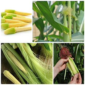 Combo 5 gói Hạt giống ngô bao tử -1 gói 30 hạt-tặng kèm gói phân bón lót