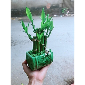 Mua Chậu Trúc Phát Tài