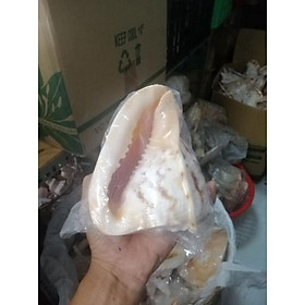 VỎ ỐC BIỂN. VỎ ỐC KIM KHÔI VÀNG SIZE TỪ 10-16 CM