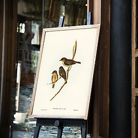Mua Tranh canvas treo tường gia đình nhà sẻ xám - Dusky Robin - phong cách vintage (cổ điển) - B029