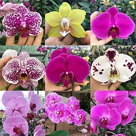 Mua Hô điệp đủ màu hoa đại cốc 2.8 .2 ngồng nhú