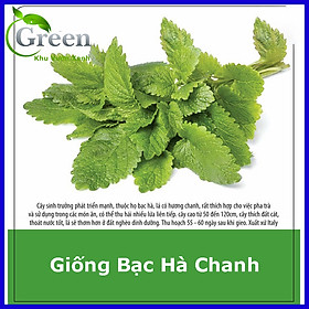 Mua Hạt Giống Bạc Hà Chanh Lemon Balm (Tía Tô Đất)