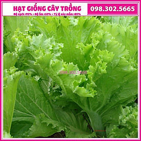 Hạt giống rau cải bẹ mào gà F1 cao sản - gói 20g - dê trồng dễ chăm sóc, nhanh thu hoạch