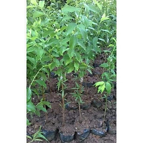 Sản phẩm MẬN HẬU LAI CHÂU