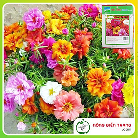 Mua Hạt Giống Hoa Mười Giờ Mix Phú Nông - Gói 500mg - Dễ Trồng  Chịu Hạn Tốt  Hoa Kép To  Đủ Sắc VTNN Nông Điền Trang