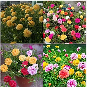 Mua Hạt giống hoa 10h kép Mỹ kép nhiều màu ( 1 gói 200 hạt )