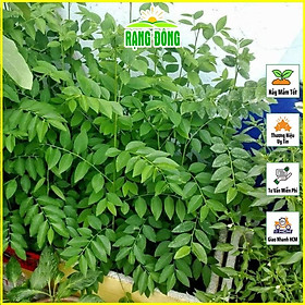Mua Hạt giống Rau Ngót (Rau Bồ Ngót) Trồng Quanh Năm  Sinh Trưởng Khỏe  - Hạt giống Rạng Đông