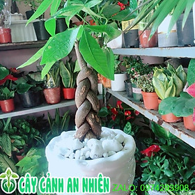 Chậu Cây Kim Ngân Thắt Bính