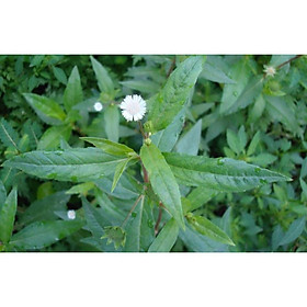 Mua Cây Nhọ Nồi - Cây cỏ mực tươi ( 0.5kg)