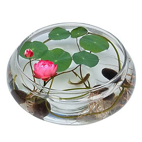 10 Hạt giống Hoa Sen Mini Nhật ( Màu Ngẫu Nhiên ) - Nông Sản Vàng