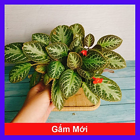 Mua Cây lá gấm giống mới - cây cảnh để bàn + tặng phân bón cho cây