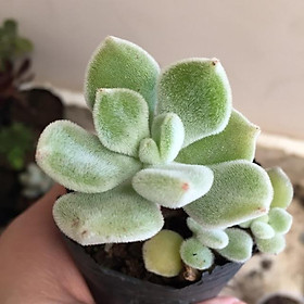 Mua Sen đá ngọc long xanh nhung trắng