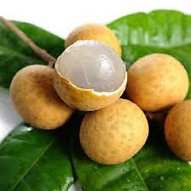 CÂY GIỐNG NHÃN LỒNG SỚM SIÊU NGON SIÊU QUẢ- CAM KÊT GIỐNG CHUẨN F1