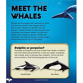 My Best Book Of Whales And Dolphins