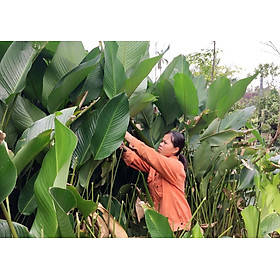 Lá dong tươi gói tất cả loại bánh