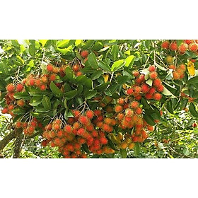 Mua CÂY GIỐNG CHÔM CHÔM NHÃN SIÊU NGON SIÊU QUẢ- CAM KÊT GIỐNG CHUẨN F1 + Tặng 01 cây dâu da đất( bòn bon)