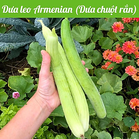 Hạt giống Dưa chuột rắn SC221 gói 0.5gr