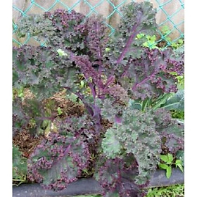 Hạt giống cải xoăn kale tím -1 goí 20 hạt
