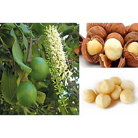 CÂY GIỐNG CÂY MẮC CA , CAM KẾT GIỐNG CHUẨN F1